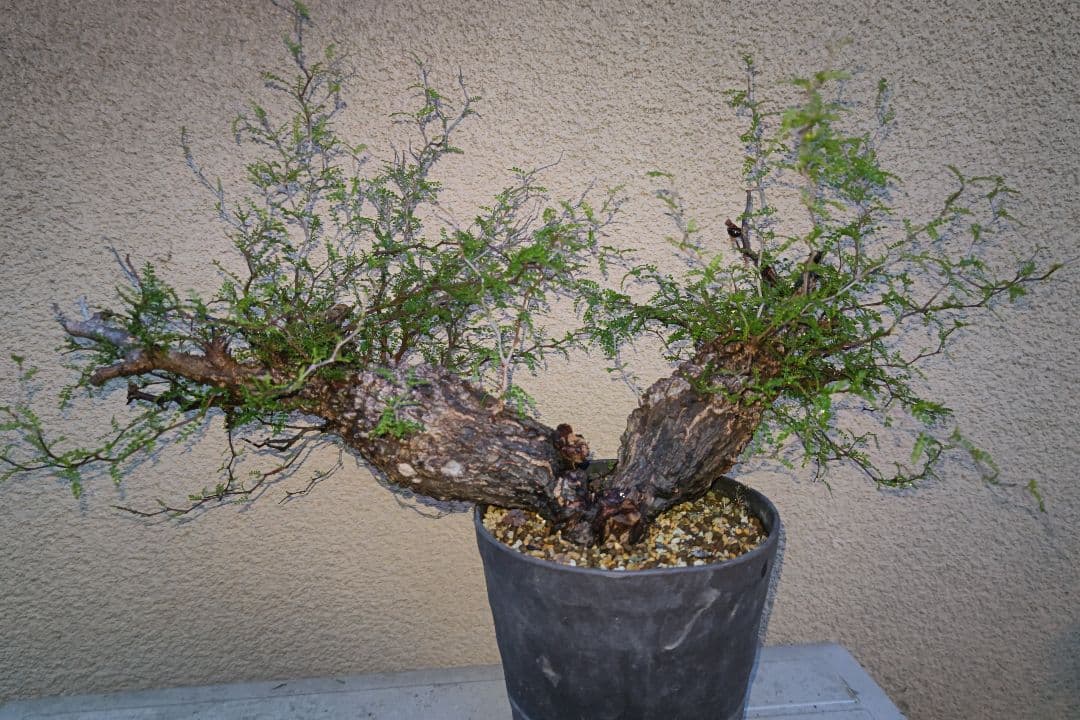 kisu　オペルクリカリア　パキプスとデカリー①