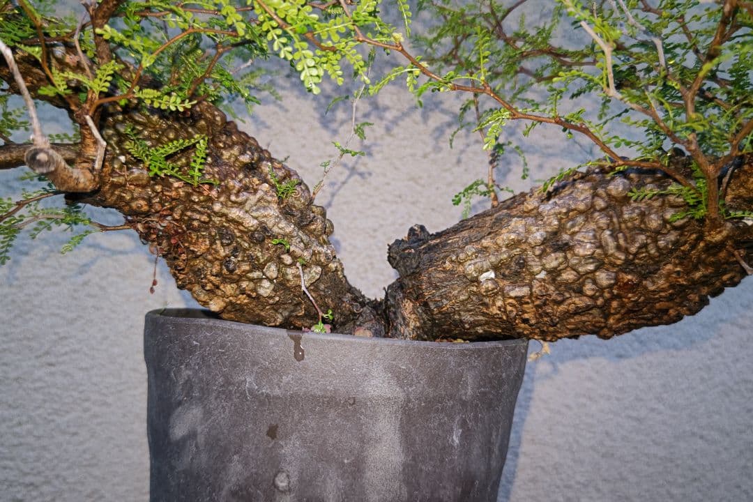 kisu　オペルクリカリア　パキプスとデカリー①