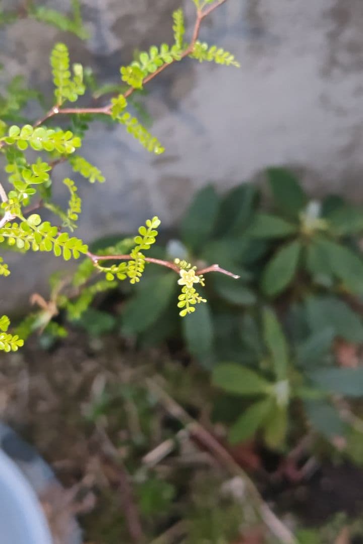 kisu　オペルクリカリア　パキプスとデカリー①