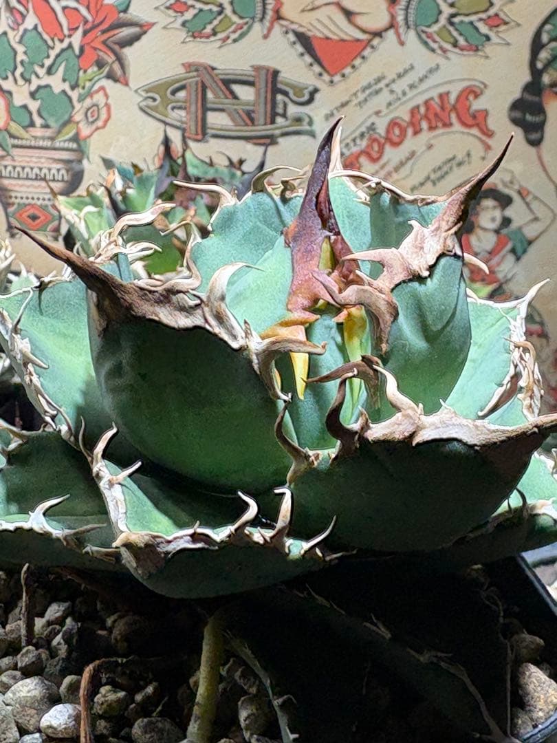 アガベチタノタ　タガベ　オリジナル　中株