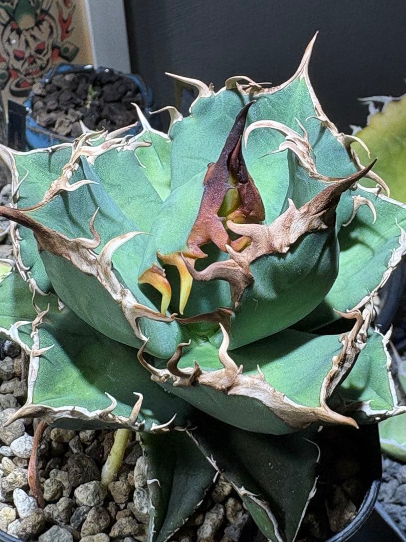 アガベチタノタ　タガベ　オリジナル　中株