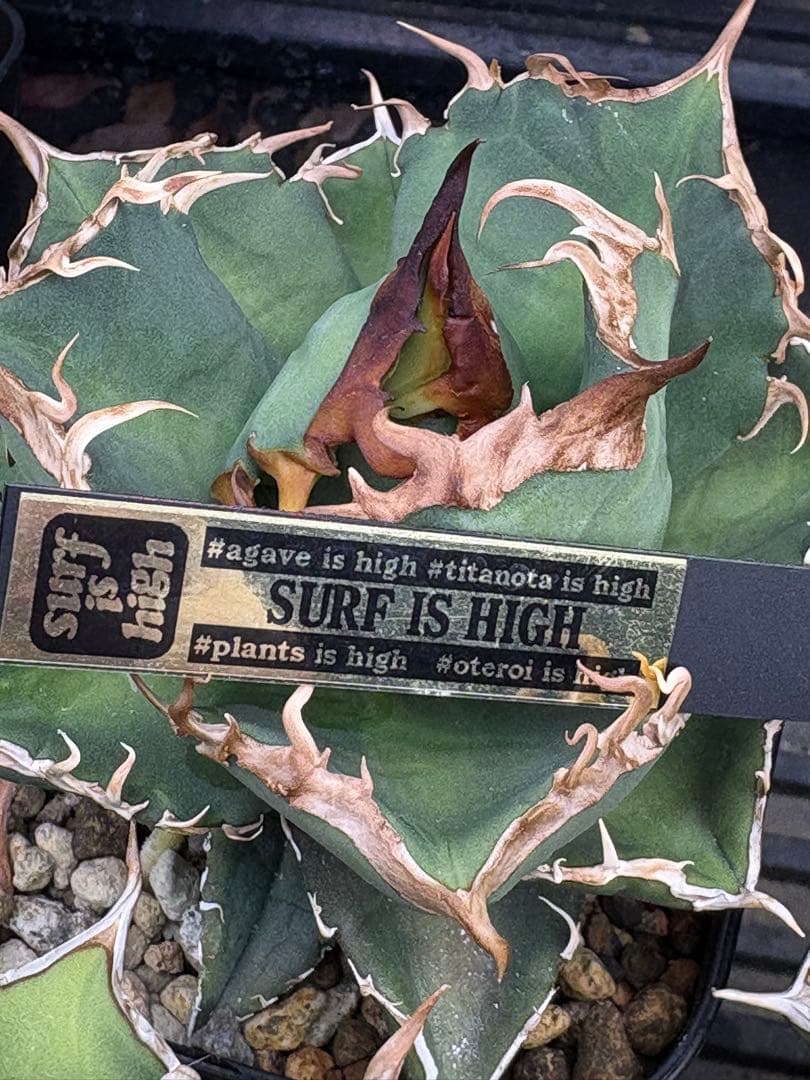 アガベチタノタ　タガベ　オリジナル　中株