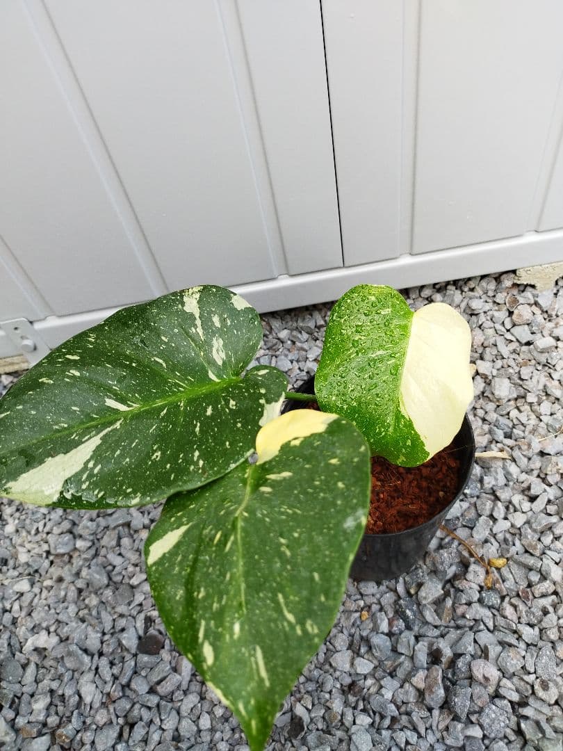 斑入りモンステラA10 タイコンデリシオーサ　鉢ごと発送