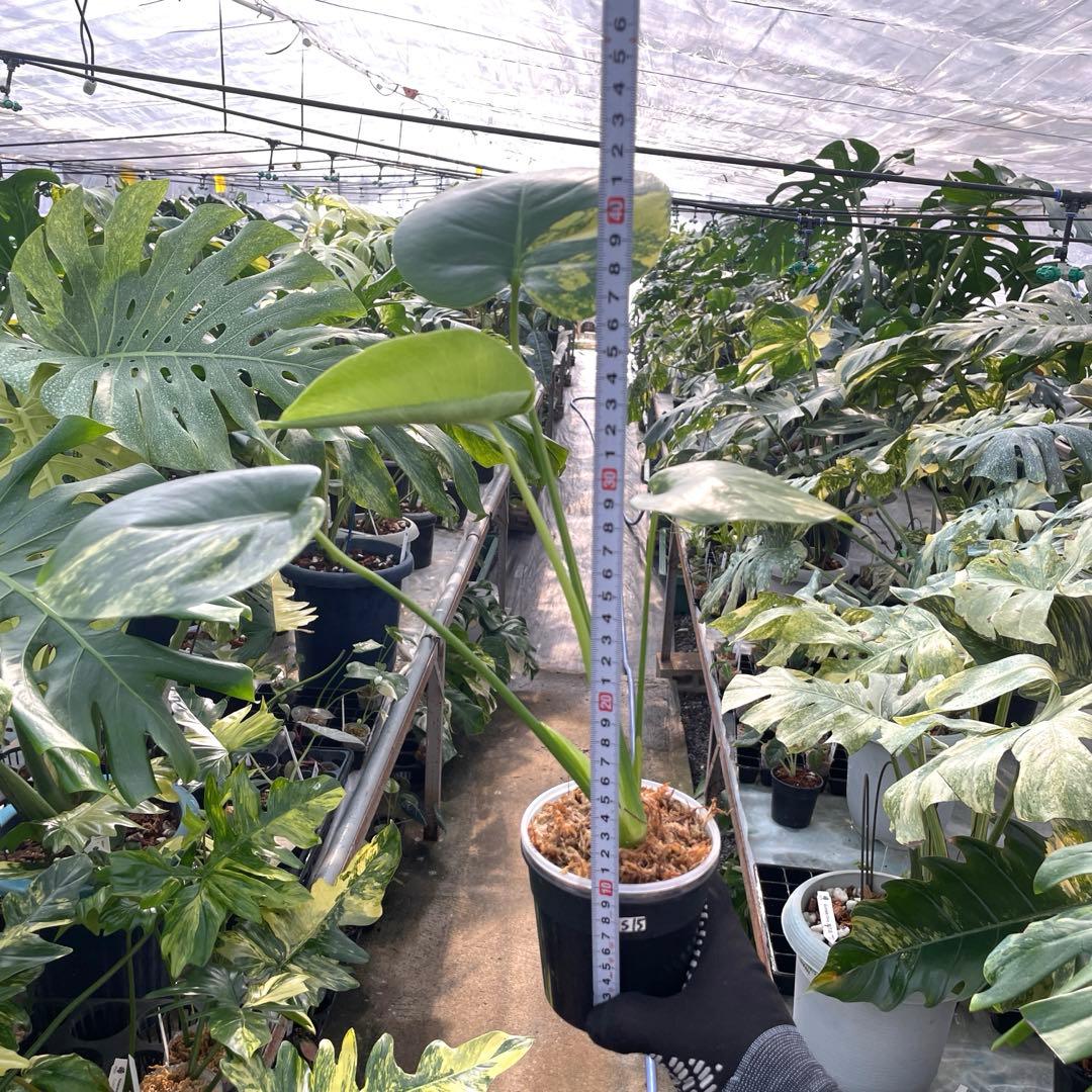 MS15 モンステラ　イエローマリリン　黄斑入り