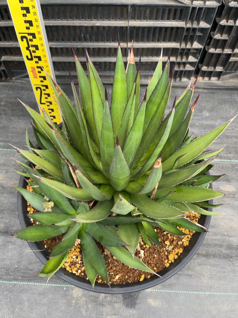 アガベ　ブルーグロー　大株群生　グリーングロー