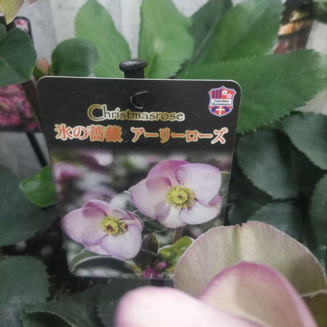お買い得⭐️１３日入荷分⭐️クリスマスローズ⭐️氷の薔薇5号鉢⭐️5品種セット
