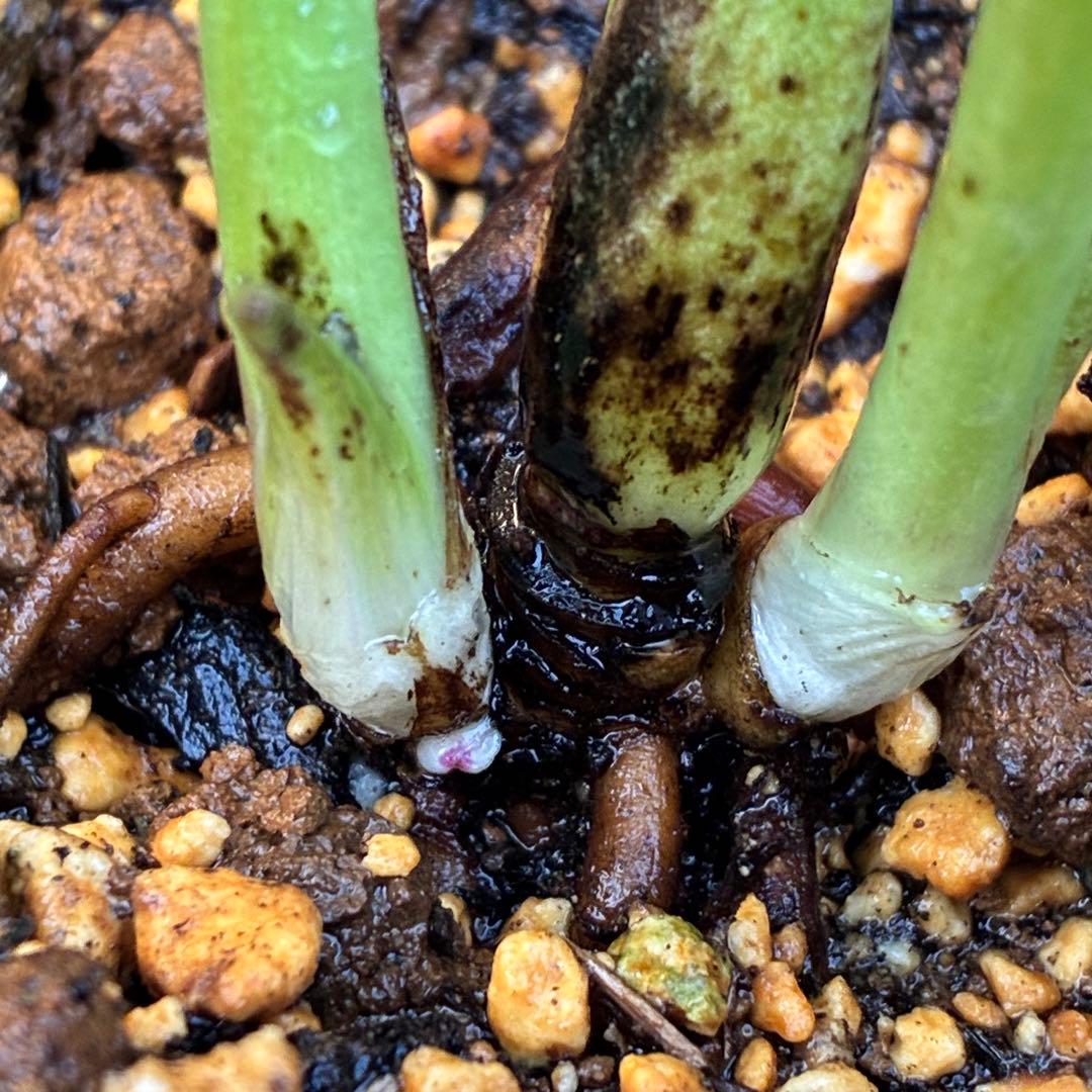 あ*号様 ❤️根充実❤️6号❤️大株❤️しっかり元気株❤️940 【いちごみるく