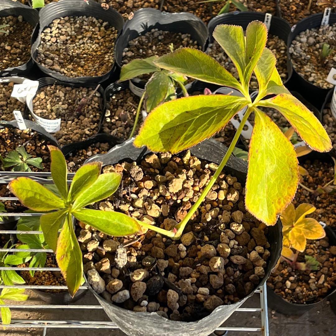 あ*号様 ❤️根充実❤️6号❤️大株❤️しっかり元気株❤️940 【いちごみるく