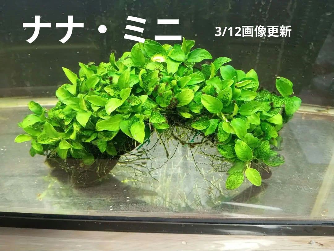 大株　アヌビアスナナ・ミニ　流木活着