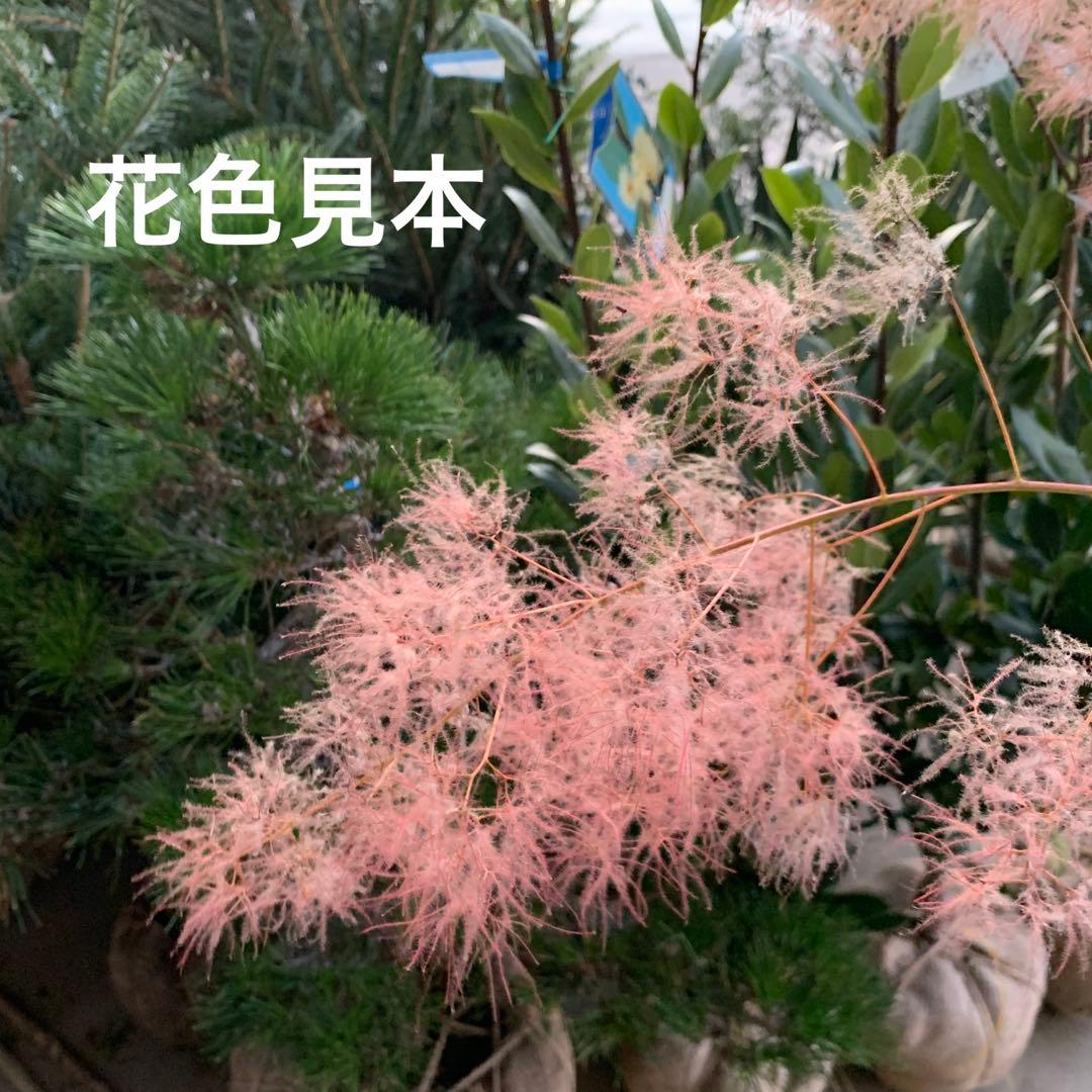 スモークツリー　パステルシュシュ　雌株　煙の木　苗木　花木　55