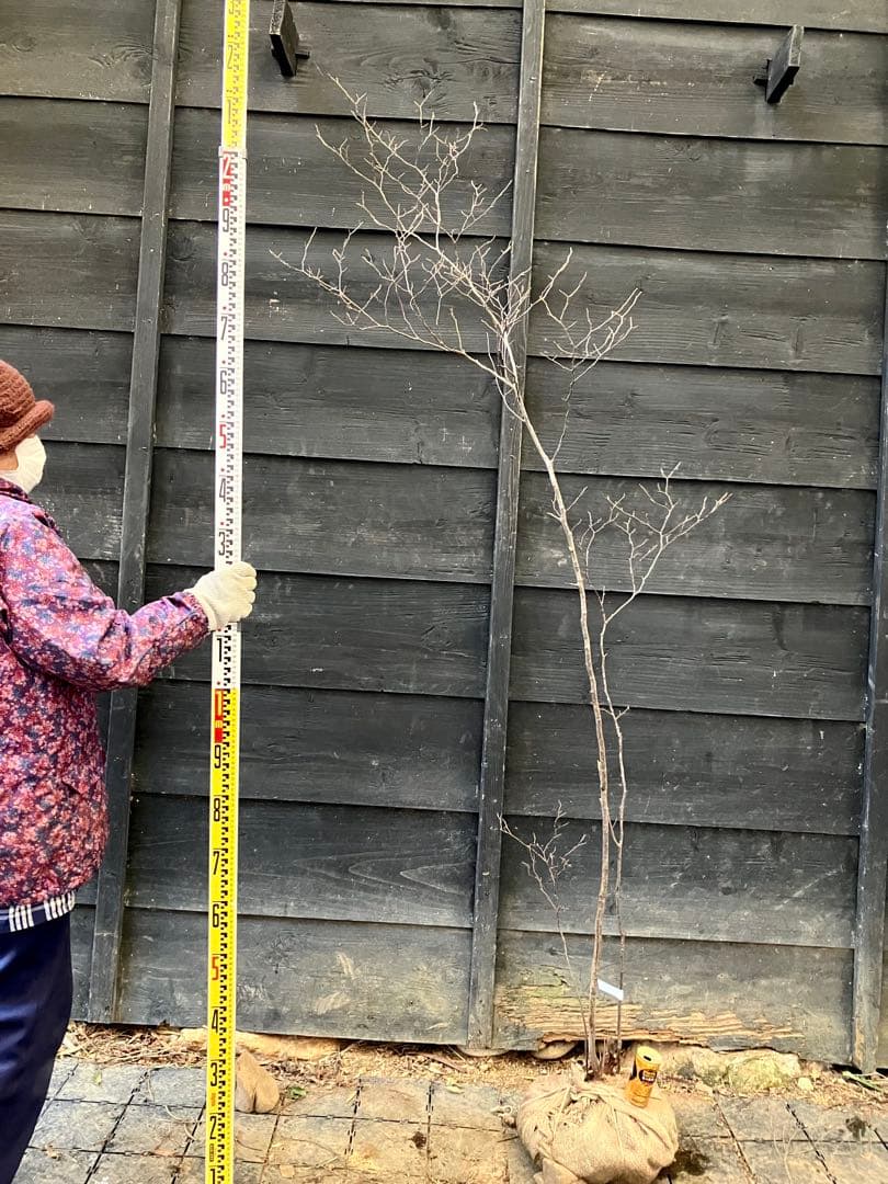 40 山採り　ナツハゼ