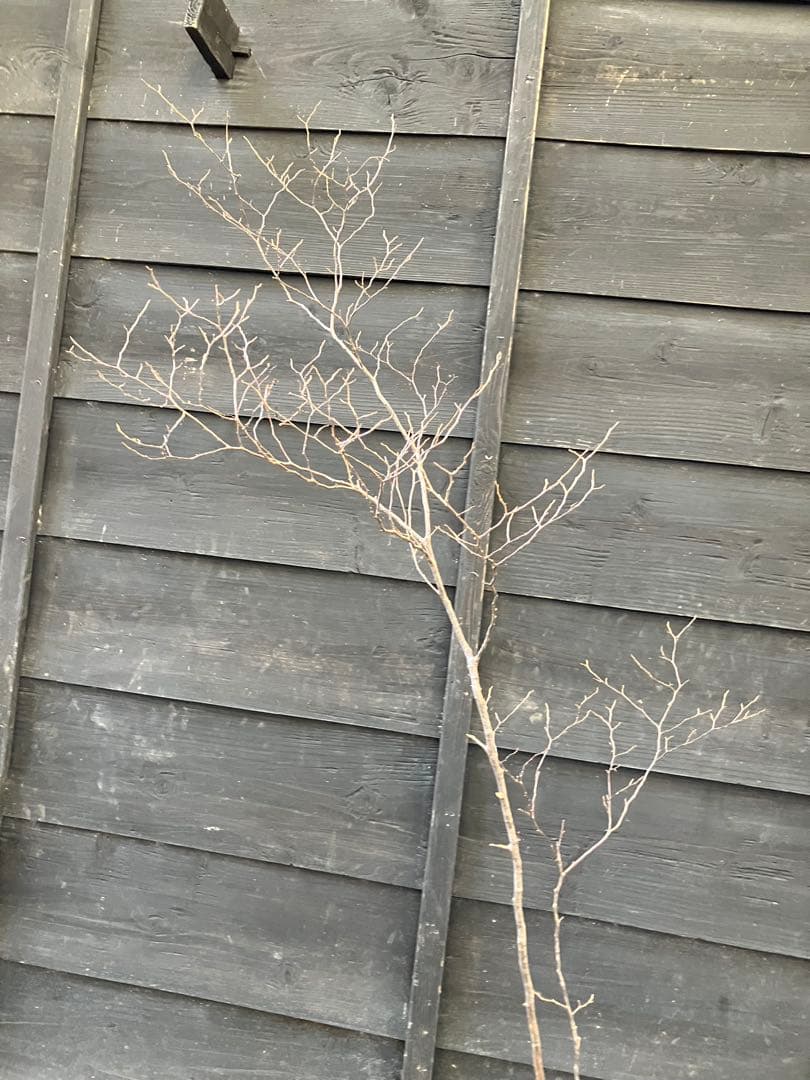 40 山採り　ナツハゼ