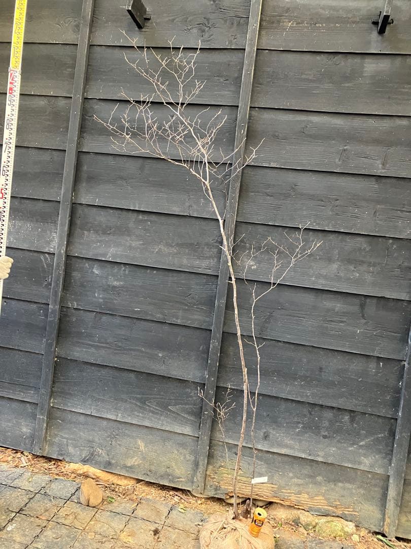 40 山採り　ナツハゼ