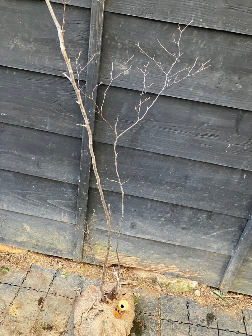 40 山採り　ナツハゼ