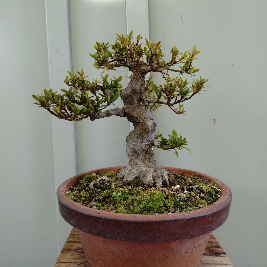 小品皐月　太幹日光　11.27撮影