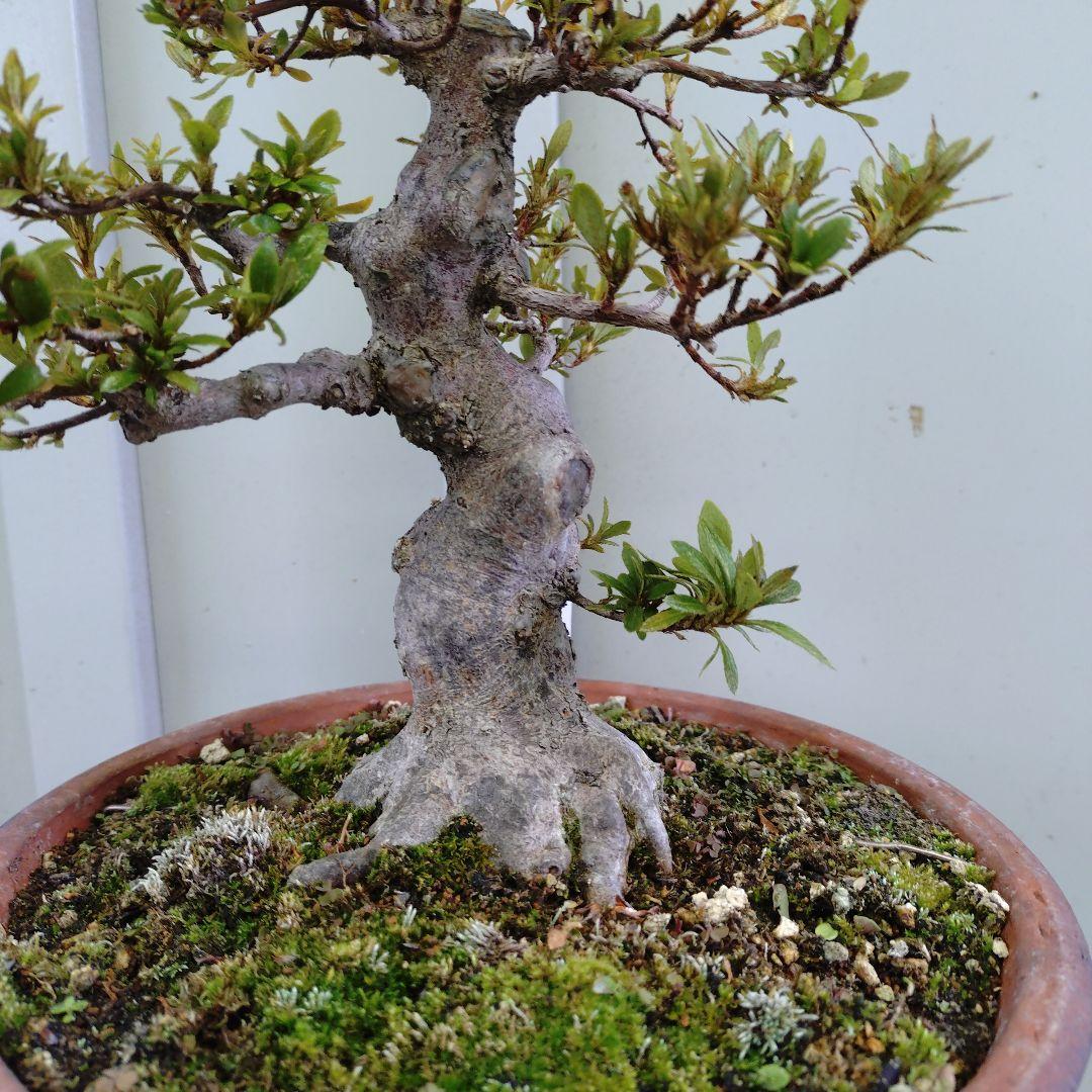 小品皐月　太幹日光　11.27撮影