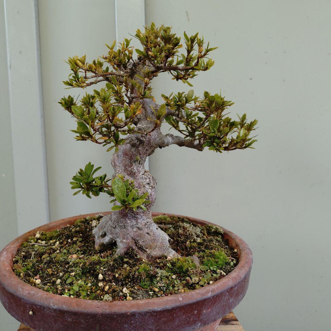 小品皐月　太幹日光　11.27撮影