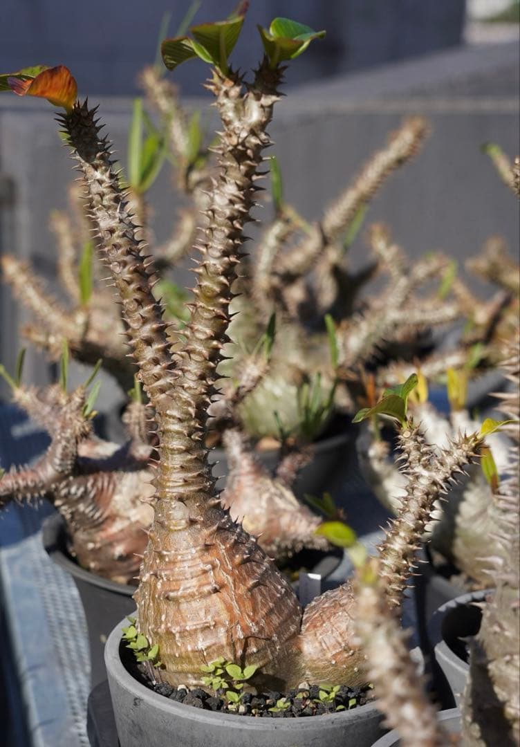 超新鮮　自家採種 パキポディウム　ウィンゾリー　種子　50粒　塊根植物