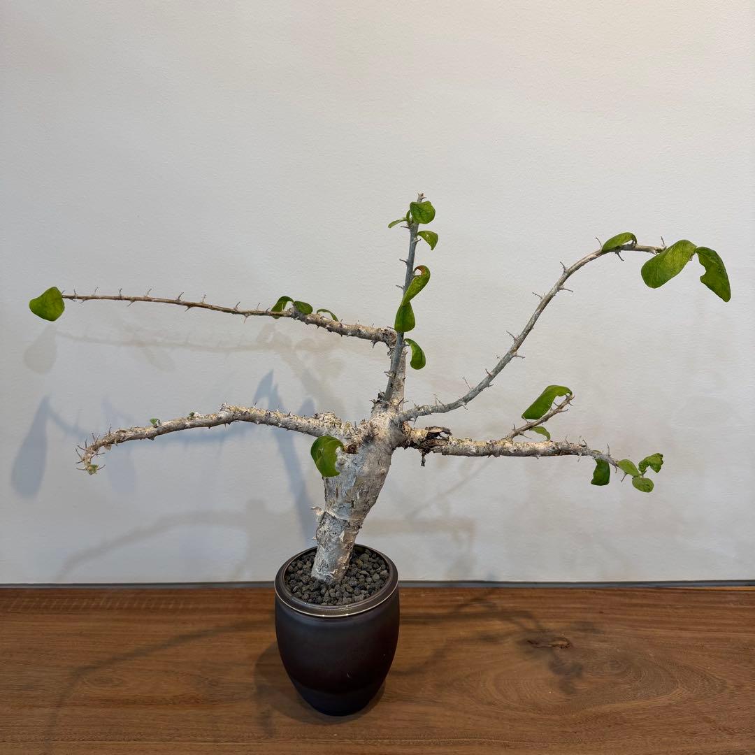 【希少大株】セサモタムナスブッセアヌス 現地球 発根済 塊根植物 サボテン