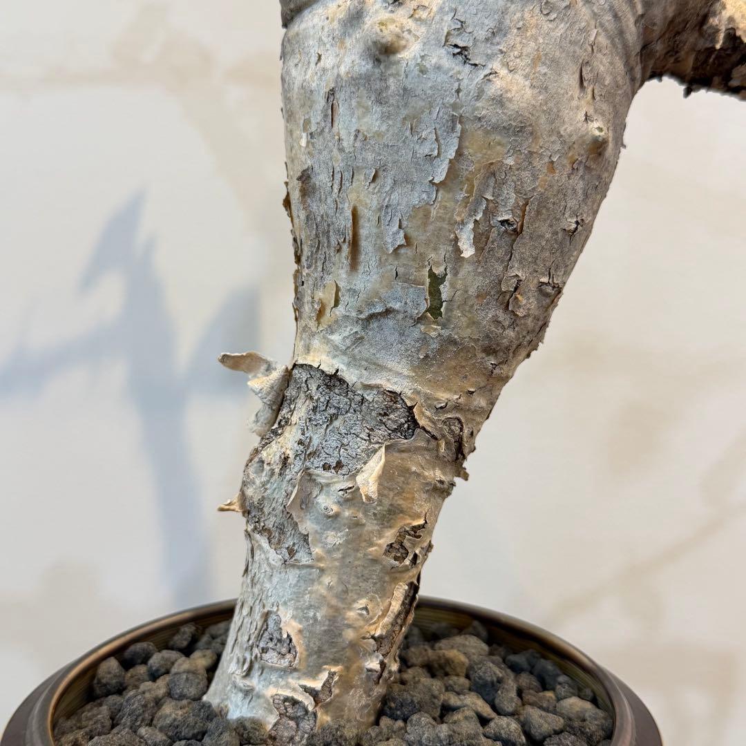 【希少大株】セサモタムナスブッセアヌス 現地球 発根済 塊根植物 サボテン