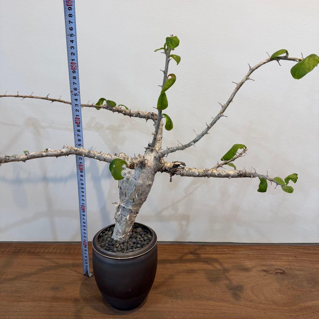 【希少大株】セサモタムナスブッセアヌス 現地球 発根済 塊根植物 サボテン