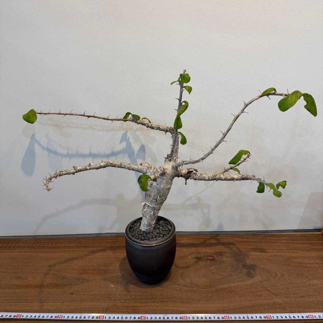 【希少大株】セサモタムナスブッセアヌス 現地球 発根済 塊根植物 サボテン