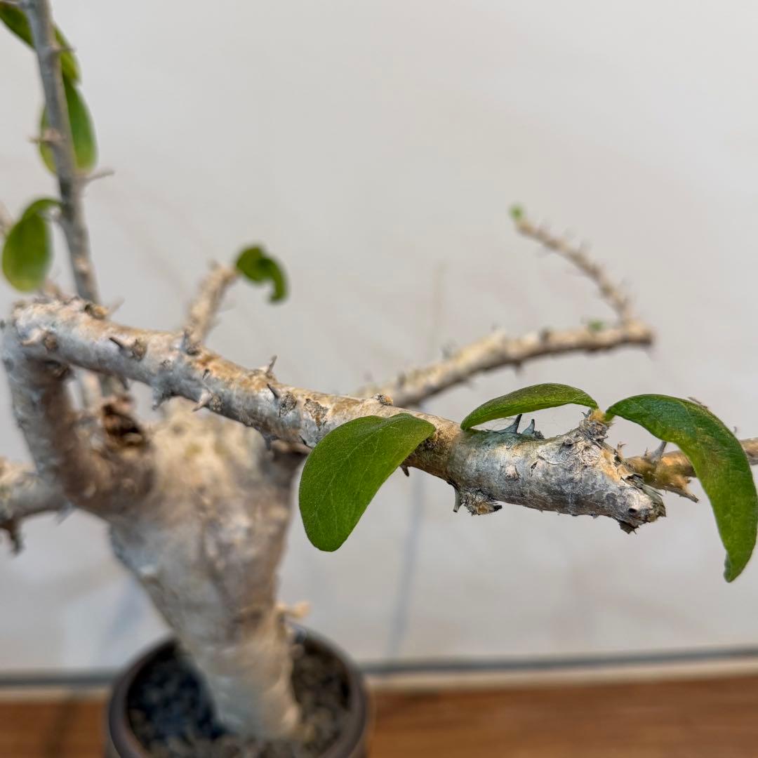 【希少大株】セサモタムナスブッセアヌス 現地球 発根済 塊根植物 サボテン