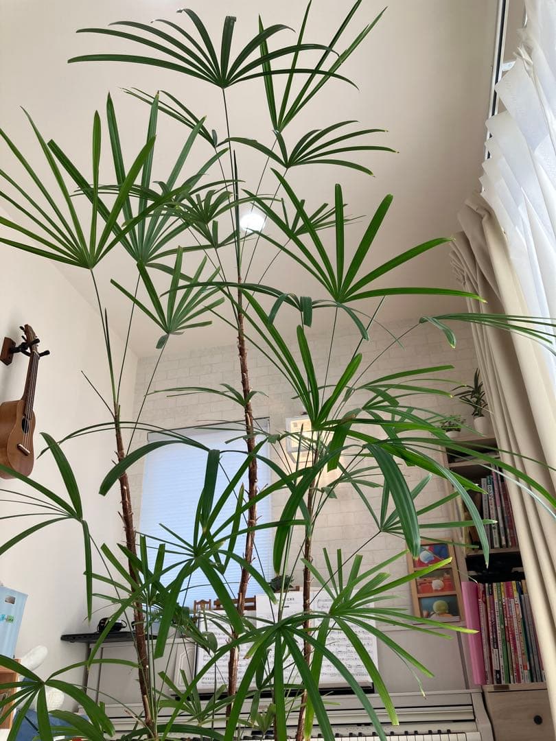 シュロチク　観葉植物　大型