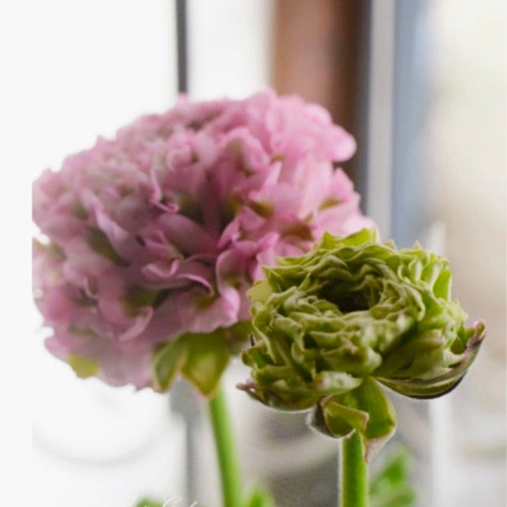 宿根草【廃盤決定】ラナンキュラス　ポンポン『ハーマイオニー』５号【大苗】♪