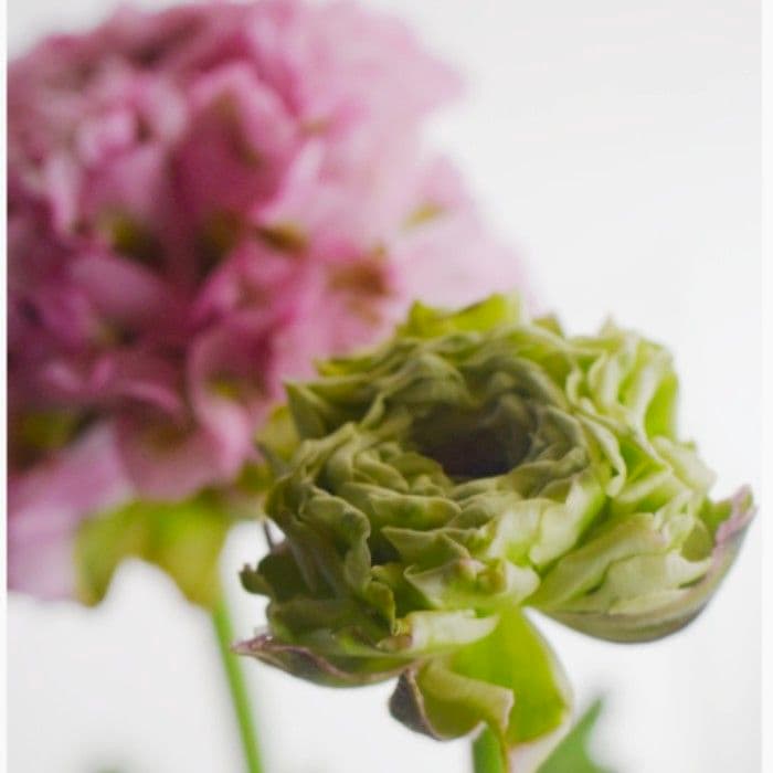 宿根草【廃盤決定】ラナンキュラス　ポンポン『ハーマイオニー』５号【大苗】♪