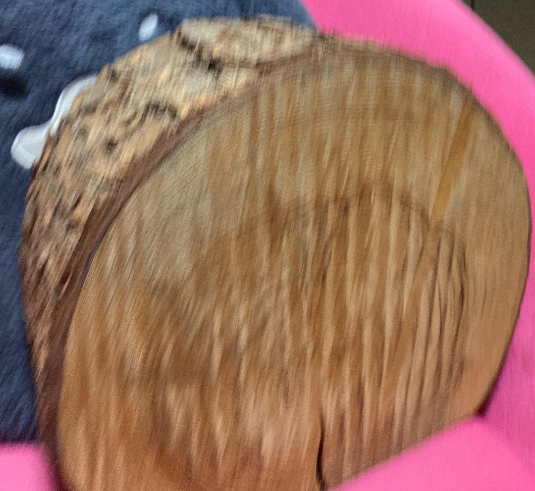 VAN JAC VAN JACKET『クリスマス 本物の切り株』ヴァン バン