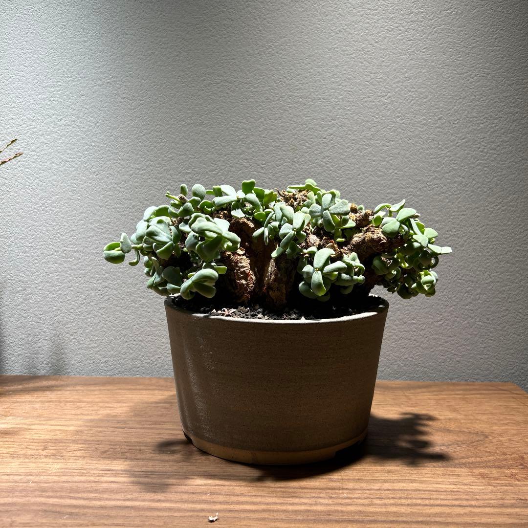 縁側ねこさま専用　ケラリア　ピグマエア　特大株　現地株