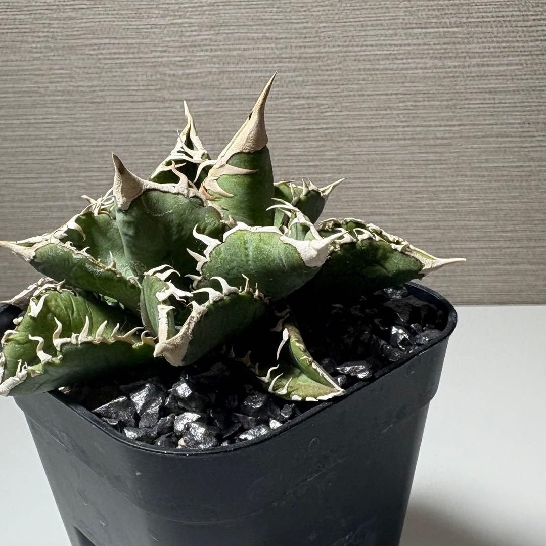 【白毫刺】アガベ チタノタ　中株