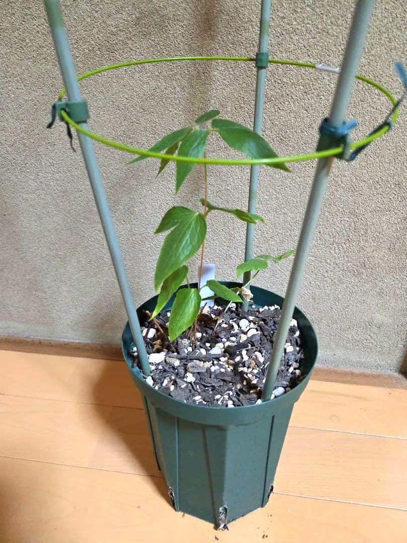 希少 クレマチス モアフィード 正規品ラベル付き