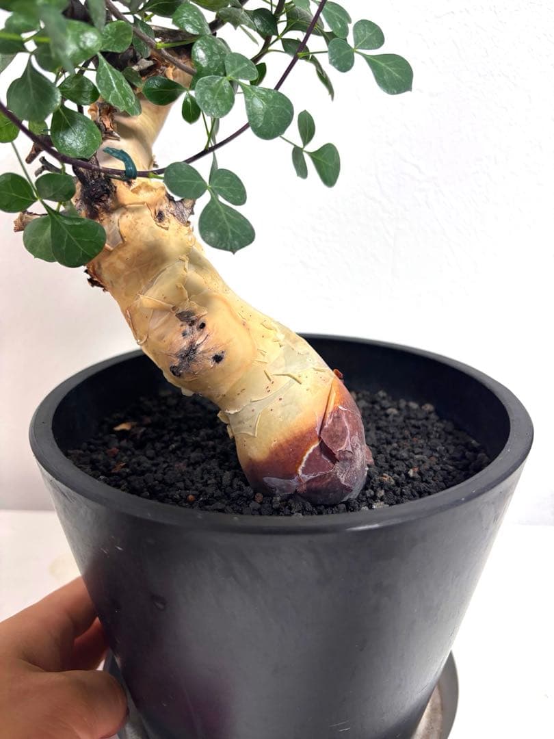 す*ん様 【コレクション株】コミフォラカタフピュア