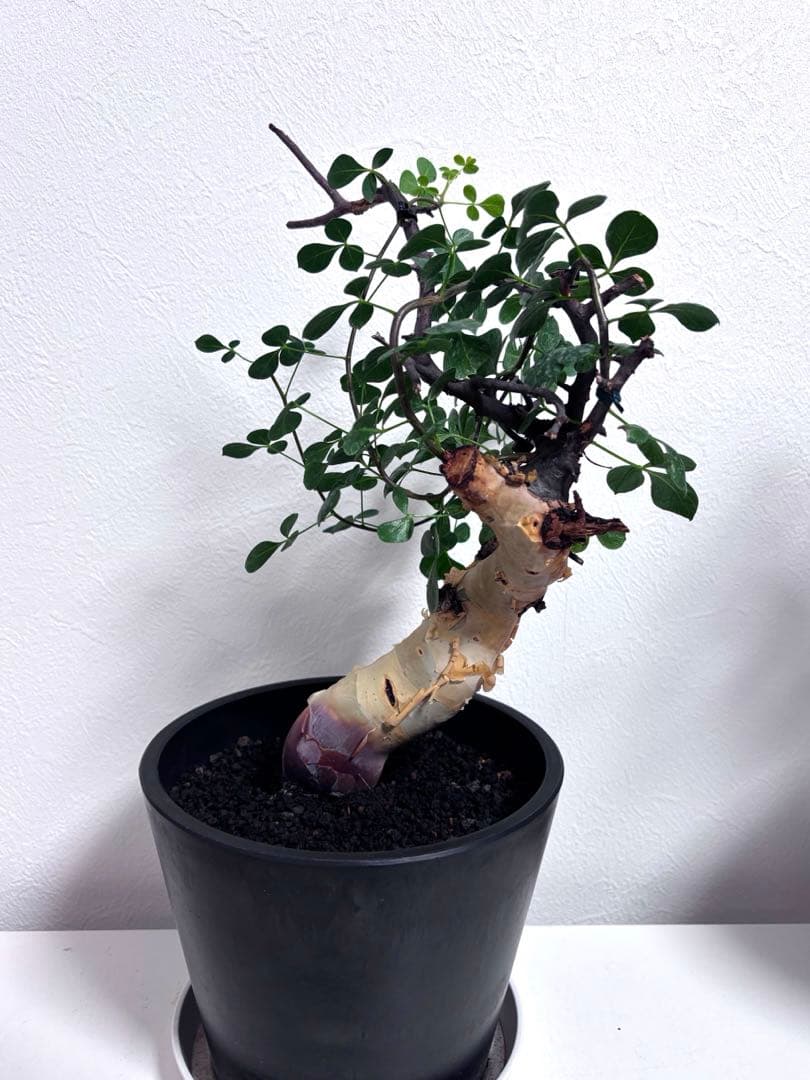 す*ん様 【コレクション株】コミフォラカタフピュア