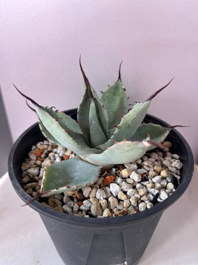 アガベ ハイブリッド　トランカータ×オバティフォリア　'Vanzie'