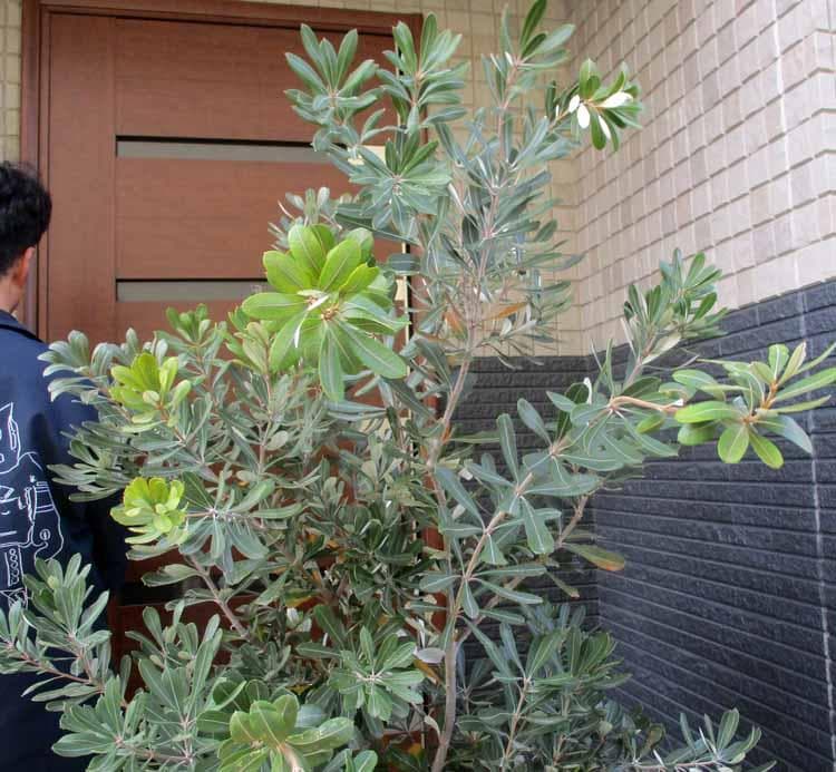 【現品】大株　コーストバンクシア　15号　H6番