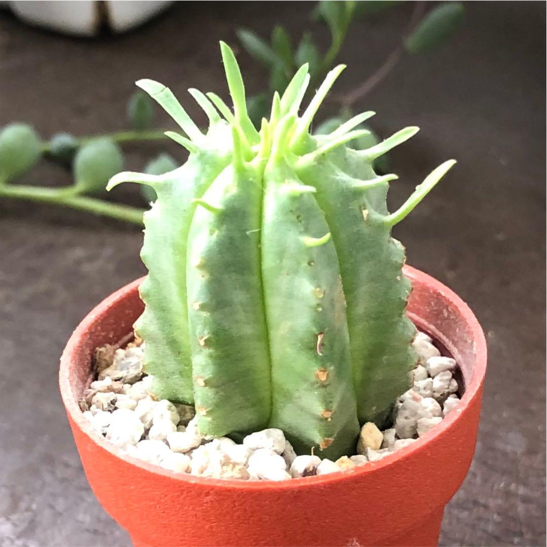 多肉植物^o^  カメレオンヘルメット