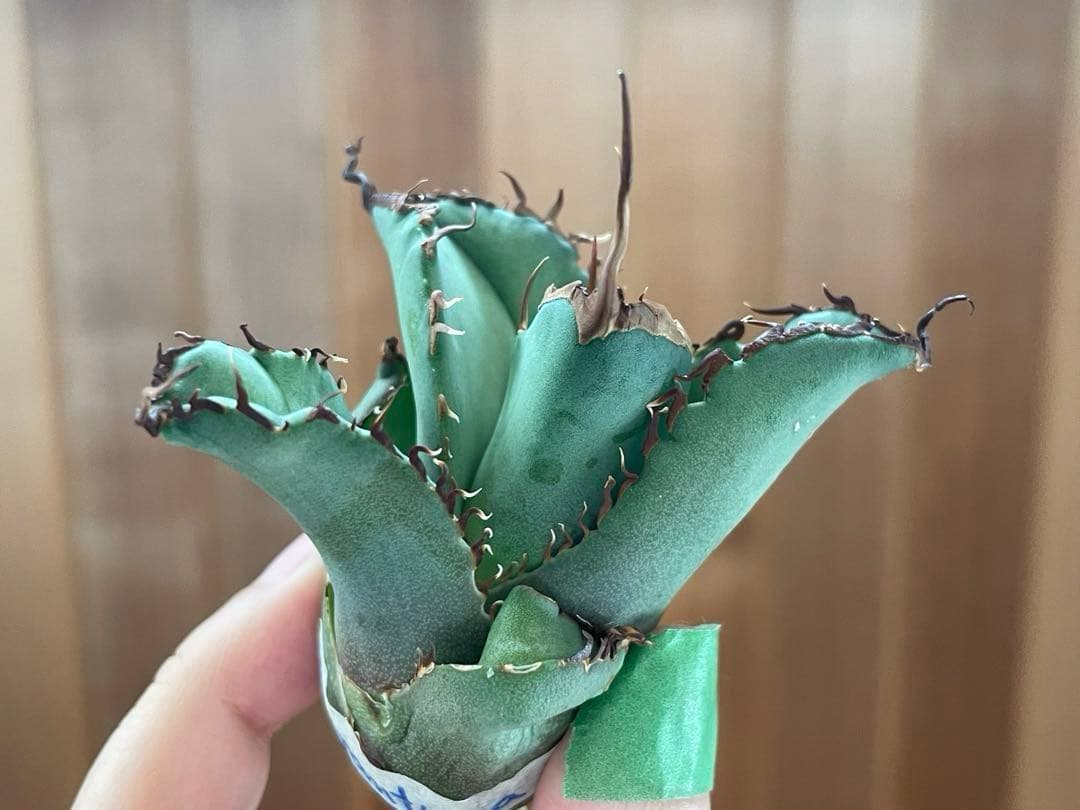 【REZA産】イラン株　選抜　アガベ　TARANTULA 特大