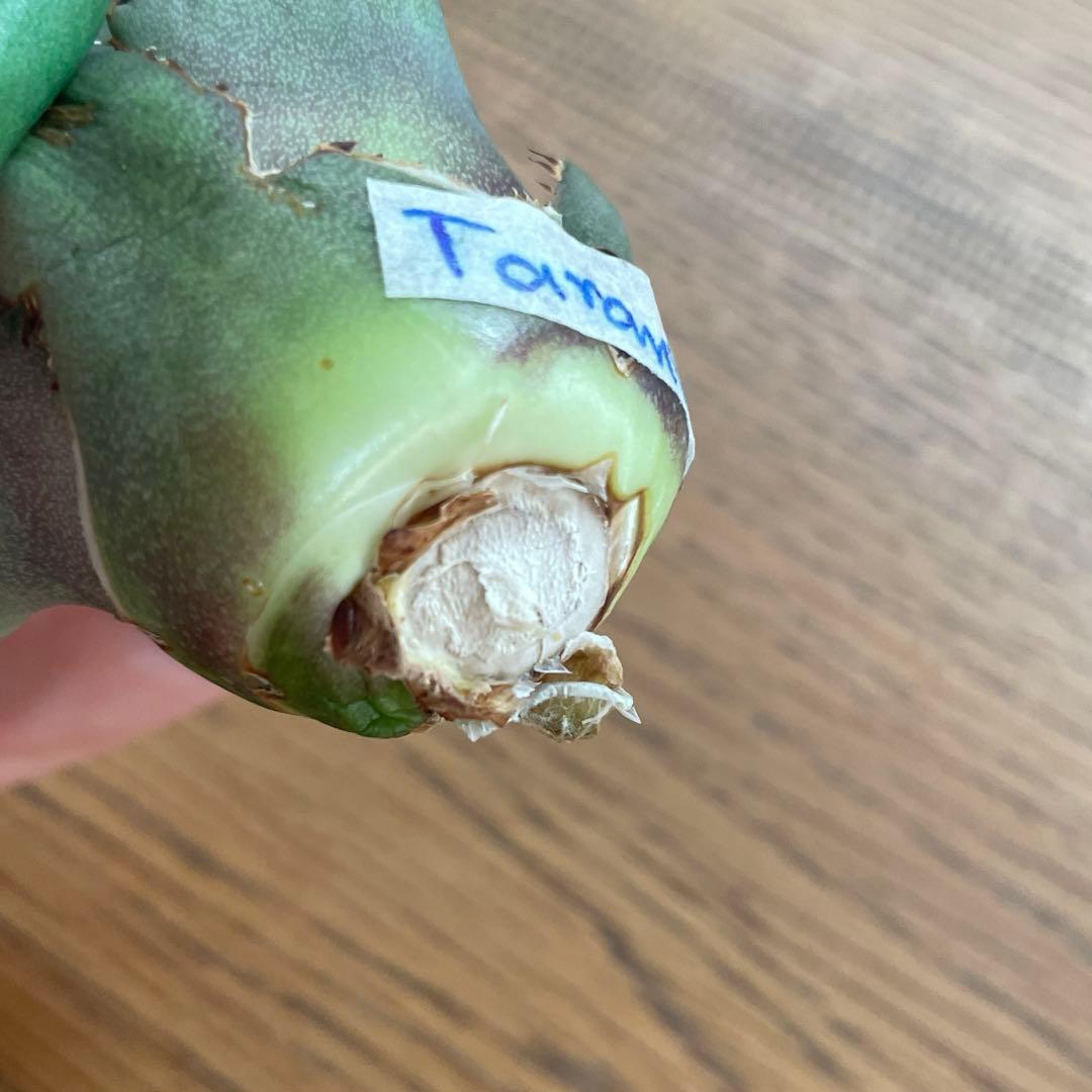 【REZA産】イラン株　選抜　アガベ　TARANTULA 特大