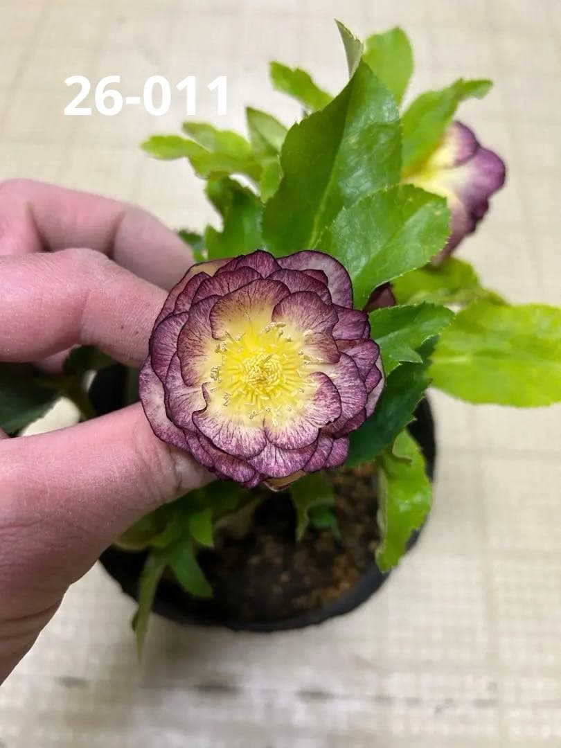 イルミリオン 加藤農園 クリスマスローズ同梱可能