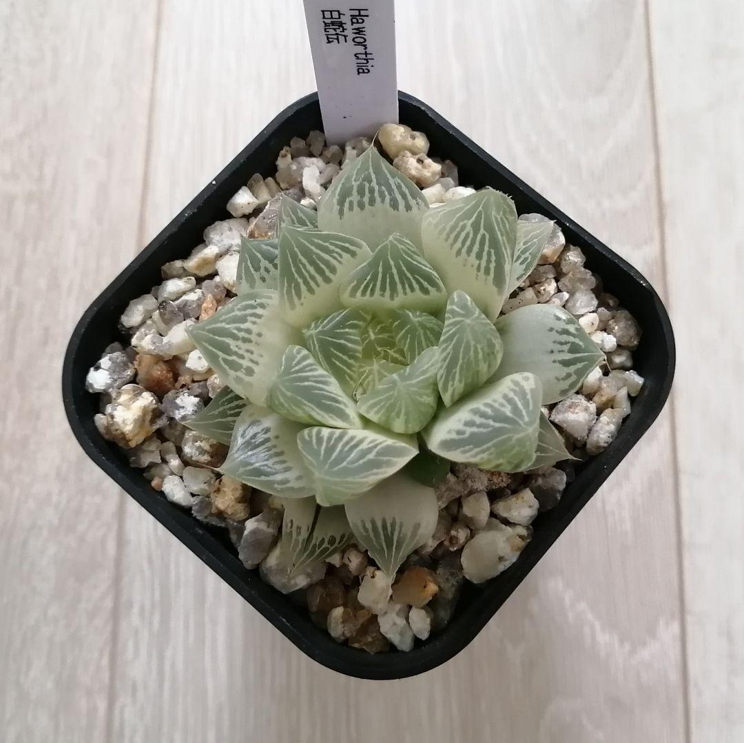 ハオルチア 白蛇伝（中苗　極上斑　小株２つ付き）