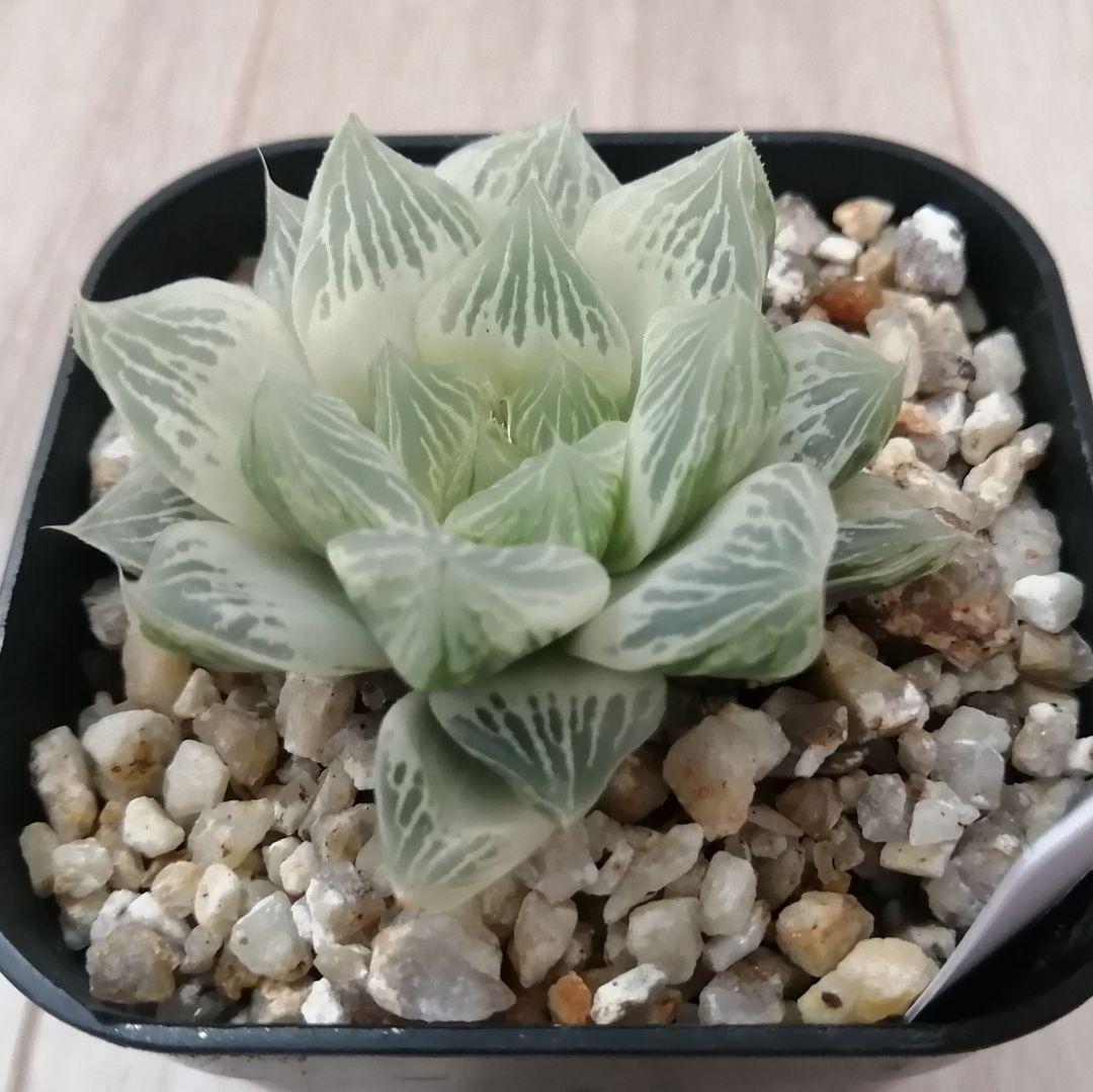 ハオルチア 白蛇伝（中苗　極上斑　小株２つ付き）