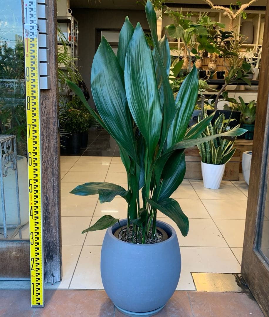 ハラン ファイバー鉢 お皿付き