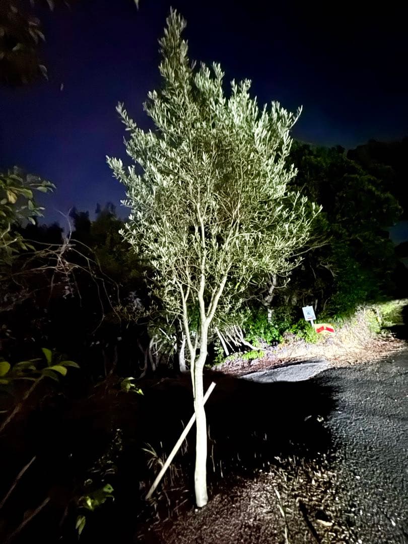 オリーブの木　シプレッシーノ　3メートル超