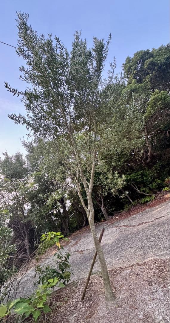 オリーブの木　シプレッシーノ　3メートル超