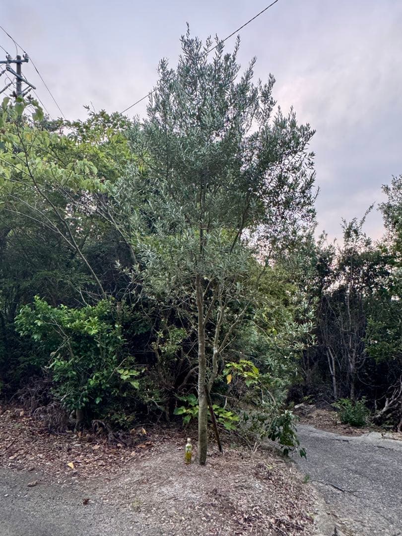 オリーブの木　シプレッシーノ　3メートル超