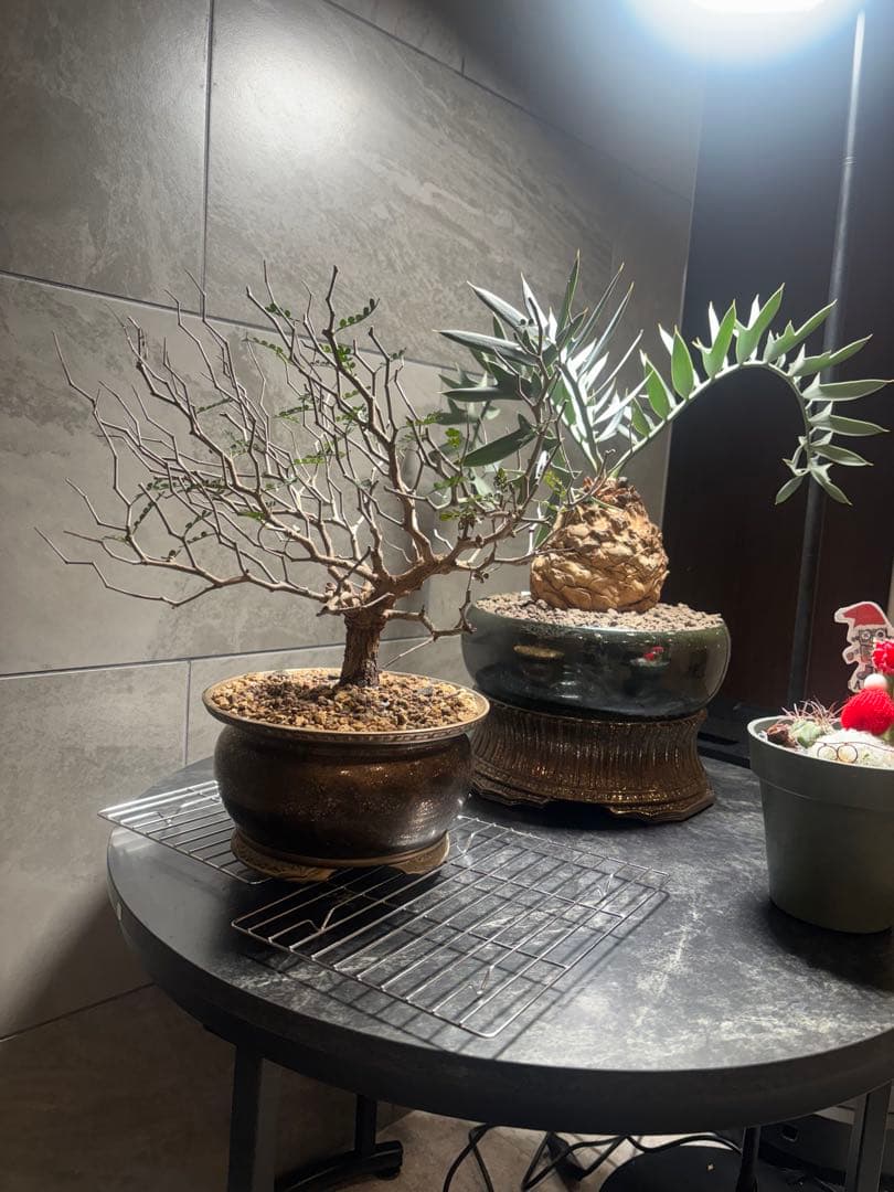 オペルクリカリア パキプス塊根約4センチ