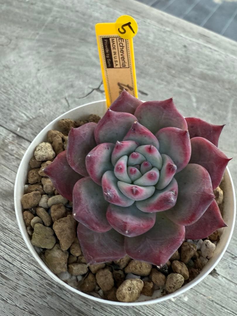 ラスト5 希少 リンゼアナNo.3 丸葉タイプ　カリフォルニア輸入